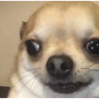 😀 emoji PERRITOS CURA DEPRESIÓN🐶💕😎 Telegram sticker 6 of 18
