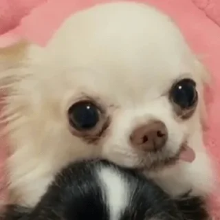 😀 emoji PERRITOS CURA DEPRESIÓN🐶💕😎 Telegram sticker 8 of 18