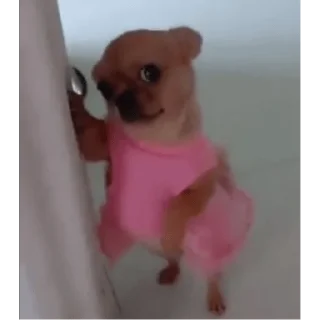 😀 emoji PERRITOS CURA DEPRESIÓN🐶💕😎 Telegram sticker 9 of 18