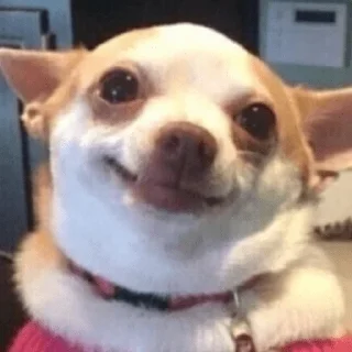 😀 emoji PERRITOS CURA DEPRESIÓN🐶💕😎 Telegram sticker 4 of 18