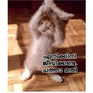 😞 emoji Mallu Cat @Sticker_Pack_Channel Telegram sticker 3 of 120