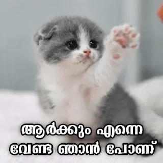 😒 emoji Mallu Cat @Sticker_Pack_Channel Telegram sticker 4 of 120