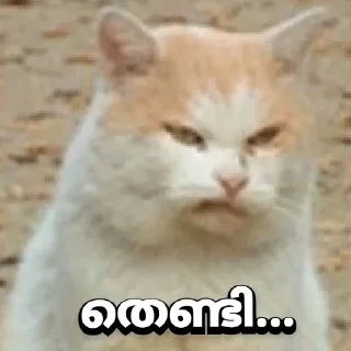 🤨 emoji Mallu Cat @Sticker_Pack_Channel Telegram sticker 24 of 120