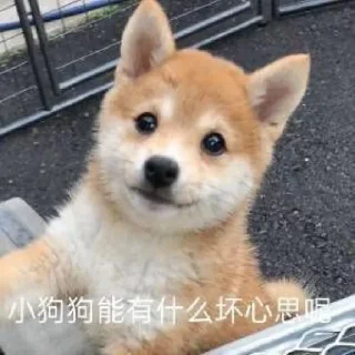 🐶 emoji 萌物[@lspclub] Telegram sticker 2 of 52