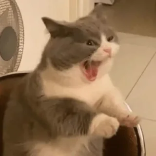 😀 emoji ✨MEMES GATITOS🥰 Telegram sticker 9 of 15