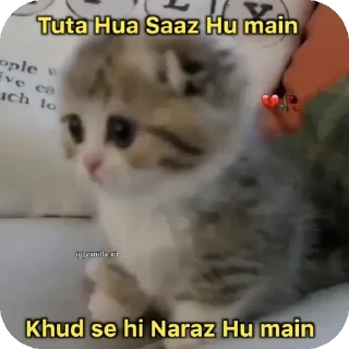 🐱 emoji Funny memes Telegram sticker 15 of 54