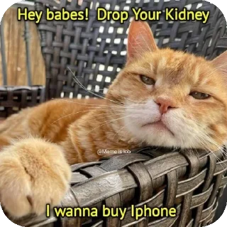 🐱 emoji Funny memes Telegram sticker 5 of 54