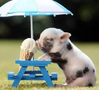 🐷 emoji Babinya jelly Telegram sticker 11 of 23