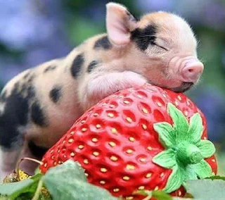 🐷 emoji Babinya jelly Telegram sticker 13 of 23
