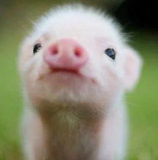 🐷 emoji Babinya jelly Telegram sticker 5 of 23
