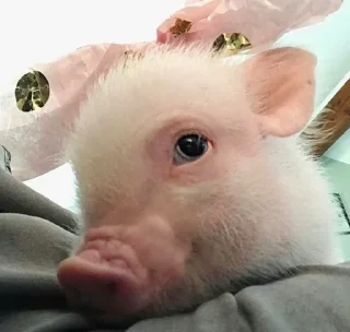 🐷 emoji Babinya jelly Telegram sticker 7 of 23