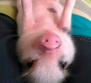 🐷 emoji Babinya jelly Telegram sticker 6 of 23