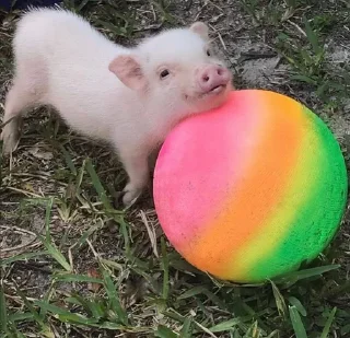 🐷 emoji Babinya jelly Telegram sticker 15 of 23