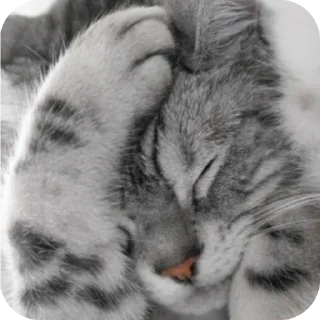 🐱 emoji @Yugesh_GhostKing Hehe Haha Huhu Hihi Hoho Telegram sticker 19 of 57