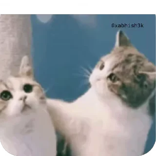 😽 emoji Cᴜᴛᴇ ᴄᴀᴛ @Sticker_Pack_channel — @stckrRobot Telegram sticker 23 of 51