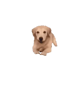 🐶 emoji Ripped from 4chan 2nd edition Telegram sticker 6 of 12