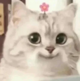 🐾 emoji justmeow''isfine:) Telegram sticker 4 of 120
