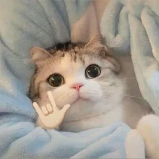 🐾 emoji justmeow''isfine:) Telegram sticker 7 of 120