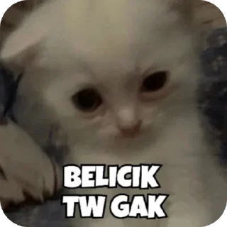 🐱 emoji punya kiyya,mau ngatain apa?? Telegram sticker 5 of 52