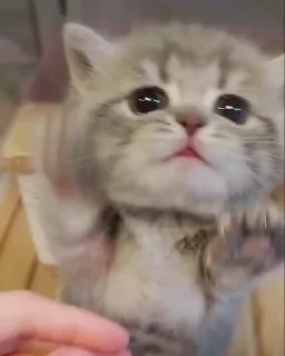 🐱 emoji Akuu꒰⁠⑅⁠ᵕ⁠༚⁠ᵕ⁠꒱⁠˖⁠♡'s video pack (@Gabi_Braun_Robot) 1 Telegram sticker 3 of 50