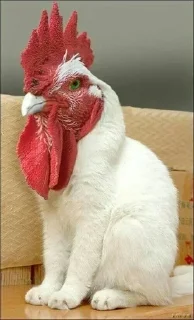 🐔 emoji nyari teman asik🔫✨ pack by @QuotLyBot Telegram sticker 20 of 64