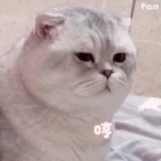 🐱 emoji @itsallknownhere — @stckrRobot Telegram sticker 7 of 50