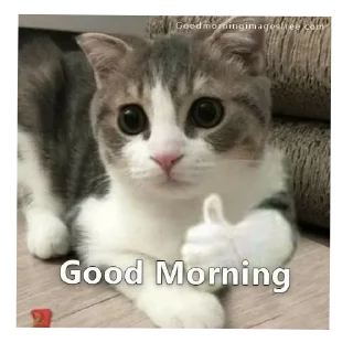 🐱 emoji @Mrg_Chatt  welcome 💖 Telegram sticker 2 of 72