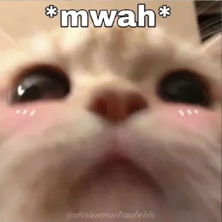 🐈 emoji me is cat <@miaaws> Telegram sticker 16 of 51