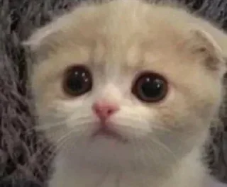 🥺 emoji [🇮🇳] ⏤͟͞𓆩𝚫꯭XEN𓆪™  |  @PyXen Telegram sticker 15 of 19