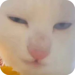 🐱 emoji udin si tampan yang turun dari surga @Par4siteve Telegram sticker 20 of 38