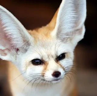 Sticker from Fennec Fox