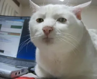😑 emoji cat meme Telegram sticker 11 of 104