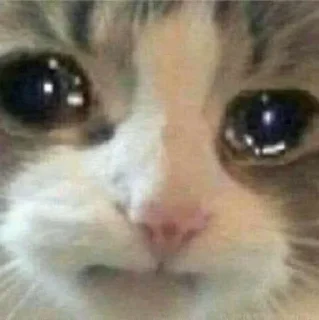 Sticker from Meme cat