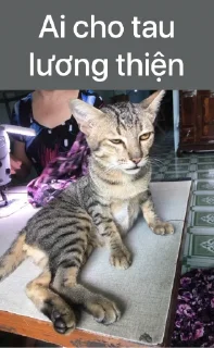 🤮 emoji cat meme Telegram sticker 19 of 104