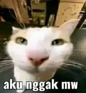 ❌ emoji punya kesa sigma ini gusy 🤫🧏🏻‍♀️ Telegram sticker 23 of 99