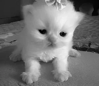 😞 emoji 🔆 Stickers 🔆 Telegram sticker 11 of 50