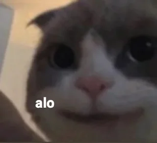 🐱 emoji k u c i n g b i u l (@CalsiBot) Telegram sticker 18 of 46