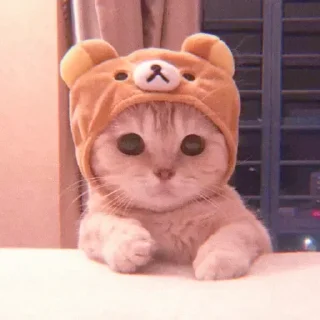 🐈 emoji Cherrys kang pack Telegram sticker 24 of 120