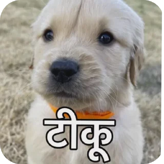 🐶 emoji Masti 😋 Telegram sticker 5 of 57
