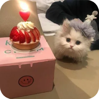 🐱 emoji Star's Telegram sticker 24 of 84
