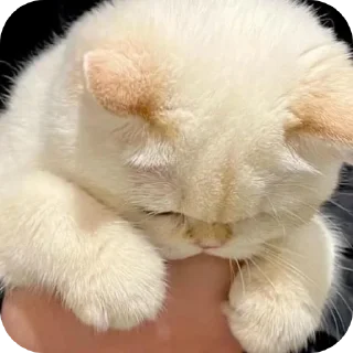 🐱 emoji Star's Telegram sticker 18 of 84