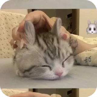 🐱 emoji Star's Telegram sticker 16 of 84