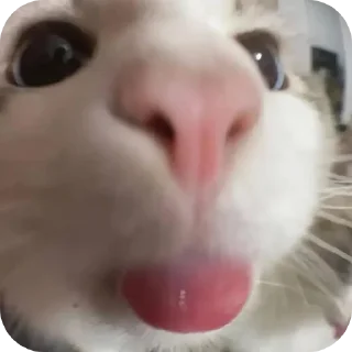 😀 emoji Ayan Stickers Telegram sticker 19 of 26