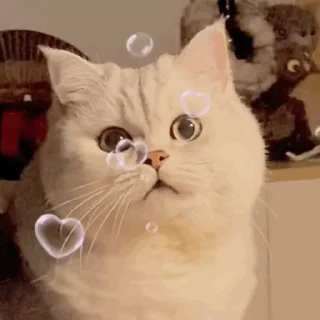 😂 emoji 常用video @bone218 Telegram sticker 13 of 17