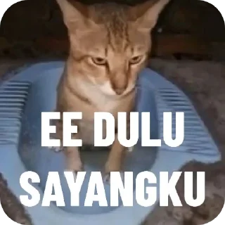 🐱 emoji jamet Telegram sticker 5 of 30