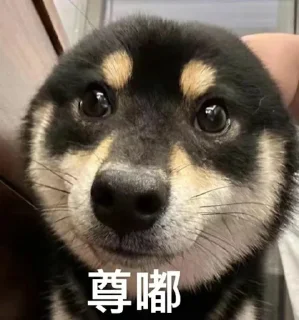🤓 emoji 小可爱 Telegram sticker 17 of 44
