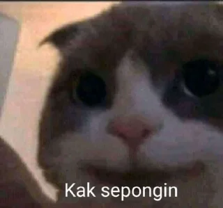 🐈 emoji Kucing sange Telegram sticker 4 of 25