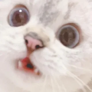 💗 emoji Kucing Telegram sticker 5 of 20