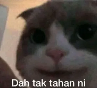 🐈 emoji Kucing sange Telegram sticker 14 of 25