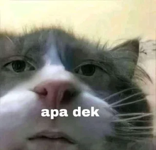 🐈 emoji Kucing sange Telegram sticker 20 of 25
